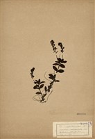 藏品(玉山水苦藚)的圖片